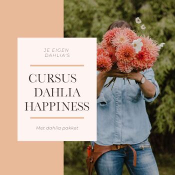Dahlia Happiness